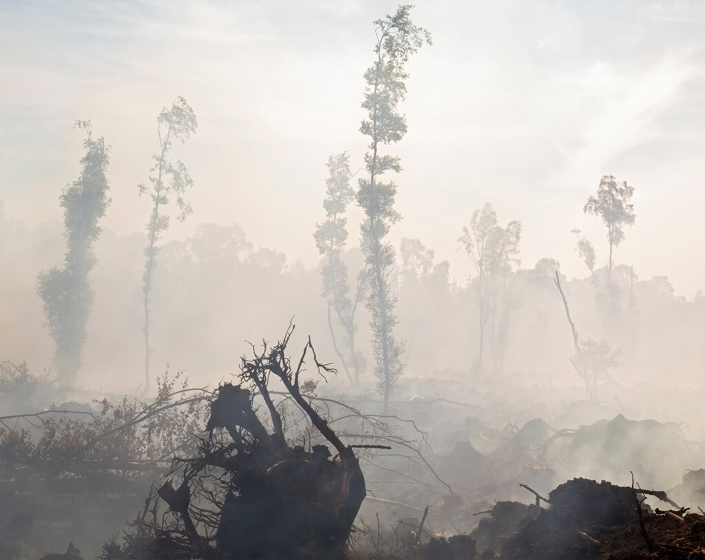 Aftermath of bog fire_Shane Hynan